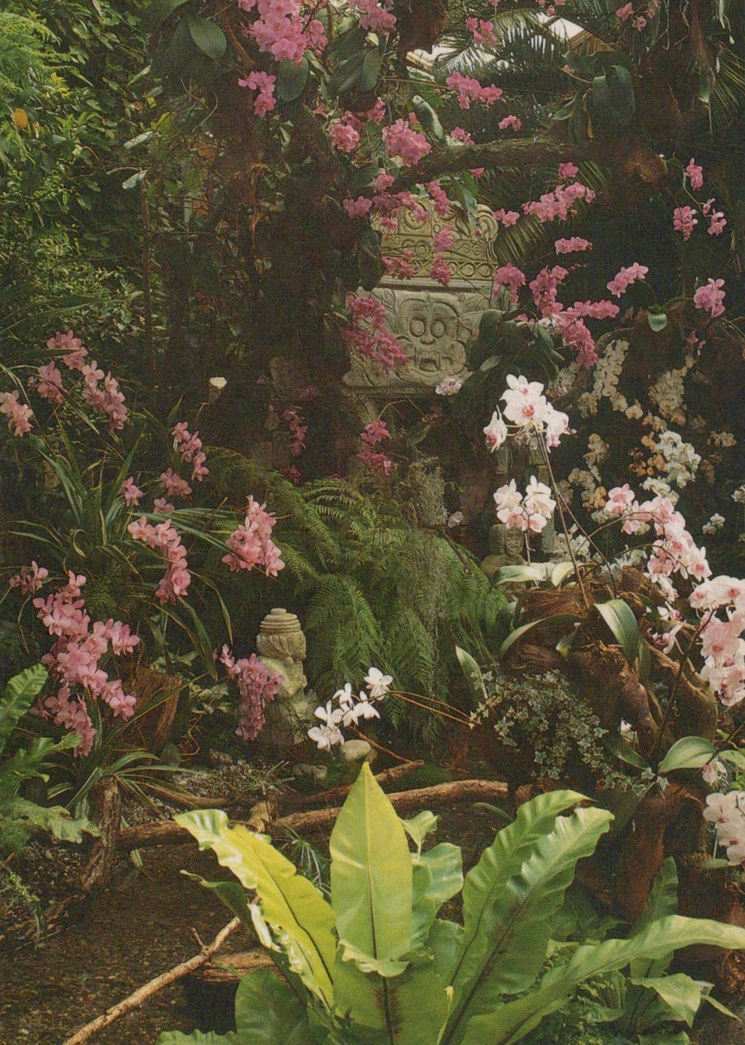Tropical plants with pink and white flowers in a lush garden setting