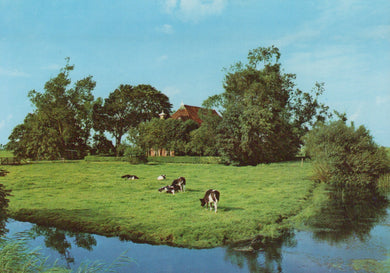 Cows grazing on a grassy field near a body of water with trees in the background