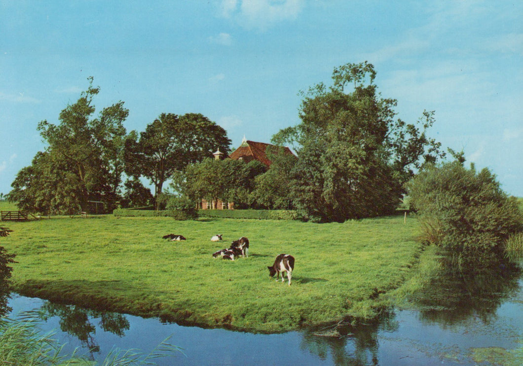 Cows grazing on a grassy field near a body of water with trees in the background