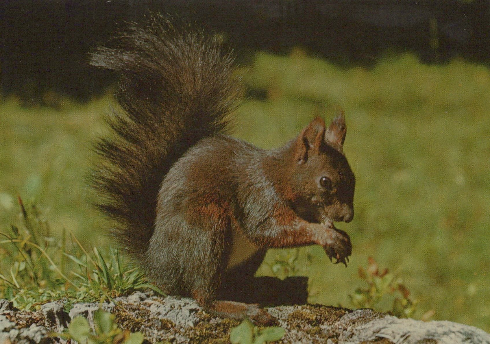 Squirrel on a rock with a blurred natural background