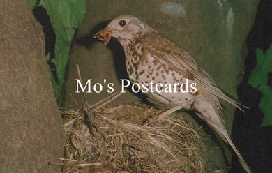 Animals Postcard - Birds, The Mistle Thrush  SW19343