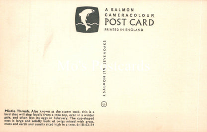 Vintage salmon cameracolour postcard with text and logo on a beige background
