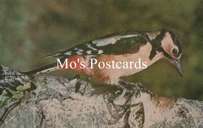 Bird perched on a branch with 'Mo's Postcards' text overlay