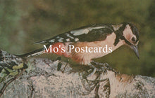 Load image into Gallery viewer, Bird perched on a branch with &#39;Mo&#39;s Postcards&#39; text overlay
