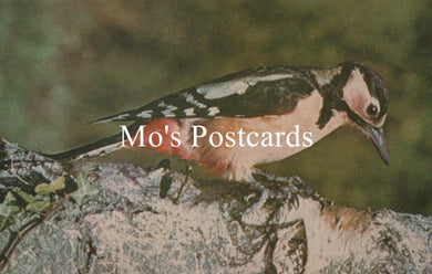 Bird perched on a branch with 'Mo's Postcards' text overlay