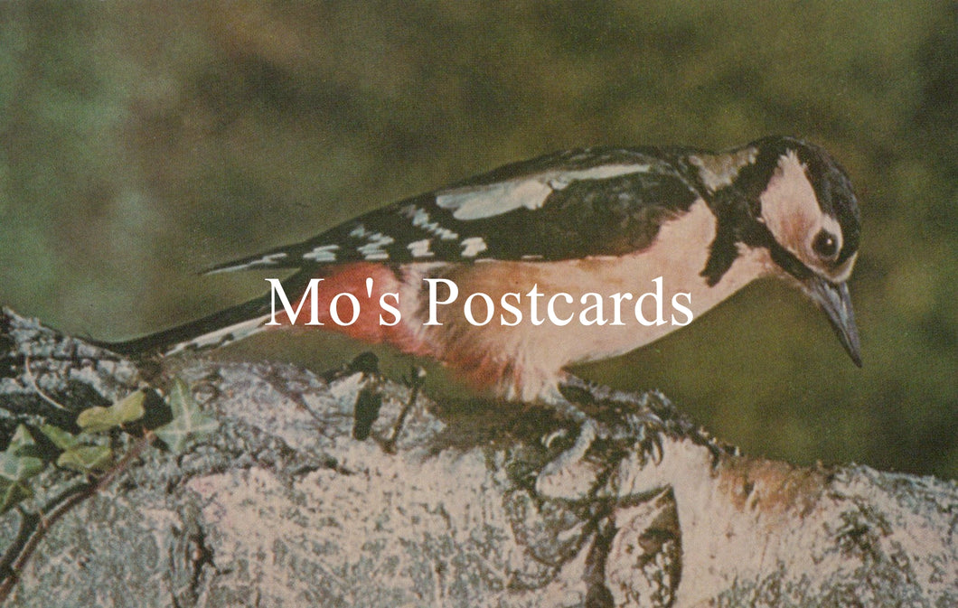 Bird perched on a branch with 'Mo's Postcards' text overlay
