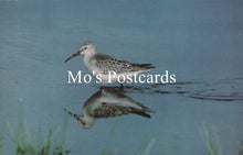 Load image into Gallery viewer, Bird reflected in water with &#39;Mo&#39;s Postcards&#39; text overlay
