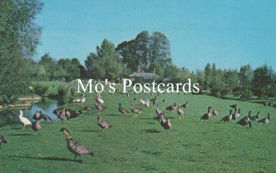 Flock of geese on a grassy field with trees and a clear blue sky, featuring 'Mo's Postcards' text.