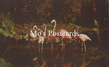 Load image into Gallery viewer, Flamingos standing in water with &#39;Mo&#39;s Postcards&#39; text overlay
