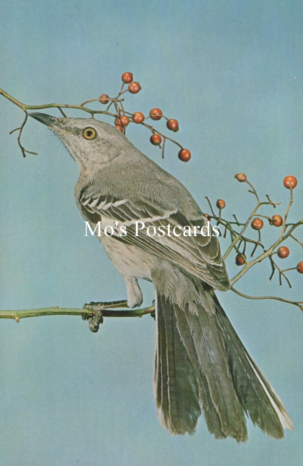 Bird perched on a branch with berries, 'Mo's Postcards' text visible
