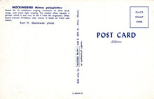 Load image into Gallery viewer, Back of a postcard with text about a mockingbird, a photo credit, and a stamp area.
