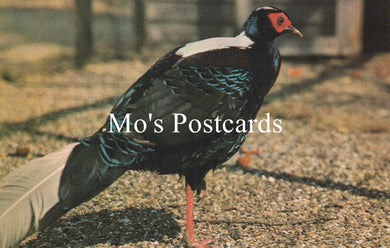 Bird standing on a gravel surface with 'Mo's Postcards' text overlay