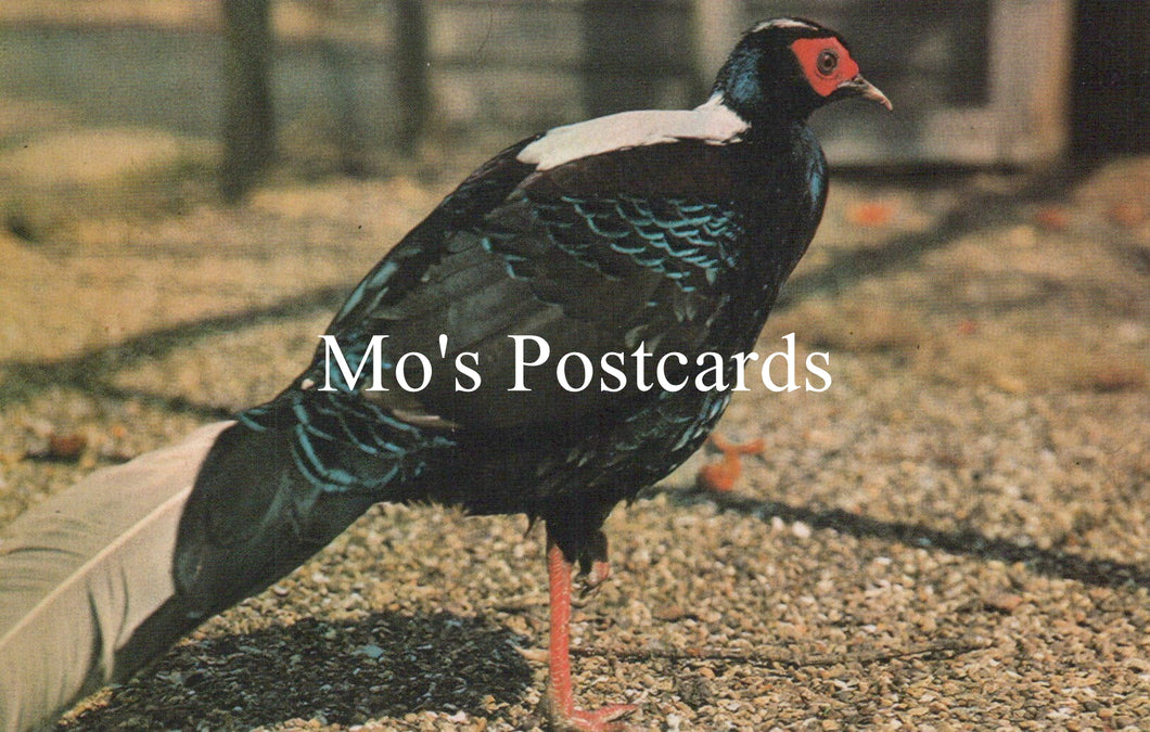 Bird standing on a gravel surface with 'Mo's Postcards' text overlay