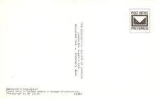 Load image into Gallery viewer, Animals Postcard - Birds, Swinhoe&#39;s Pheasant SW19352
