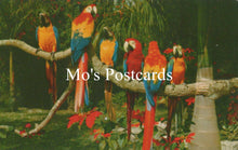 Load image into Gallery viewer, Colorful parrots on a branch with &#39;Mo&#39;s Postcards&#39; text overlay
