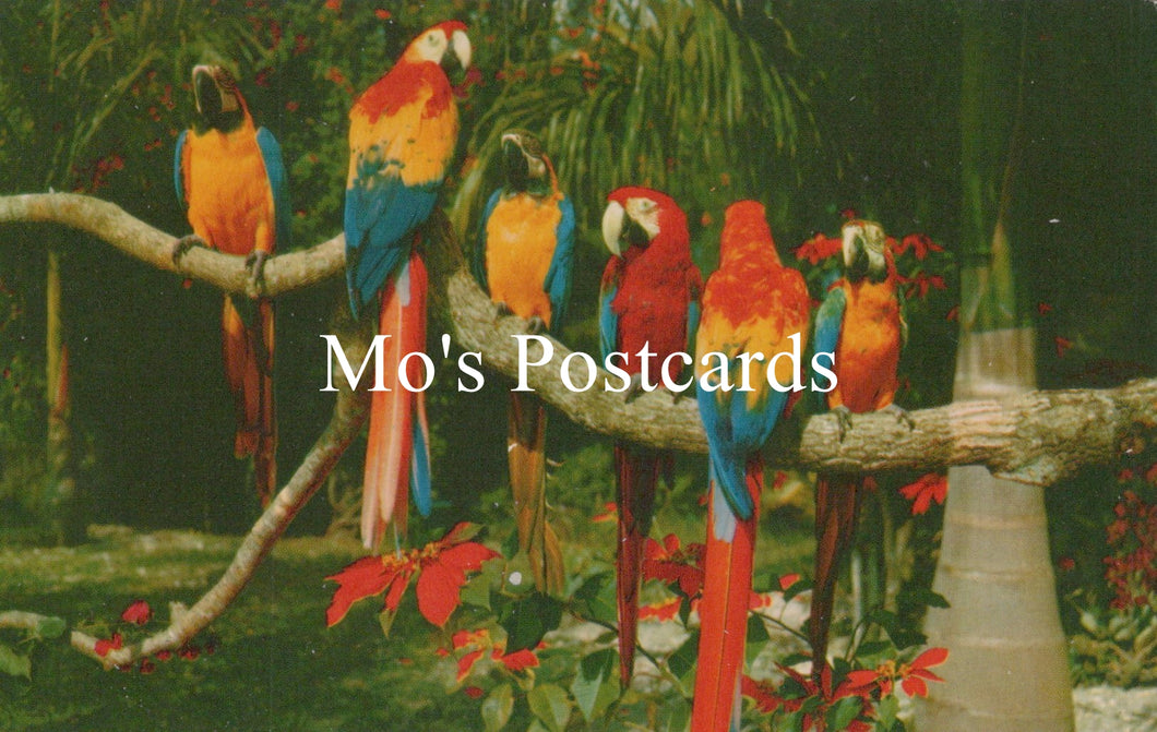 Colorful parrots on a branch with 'Mo's Postcards' text overlay