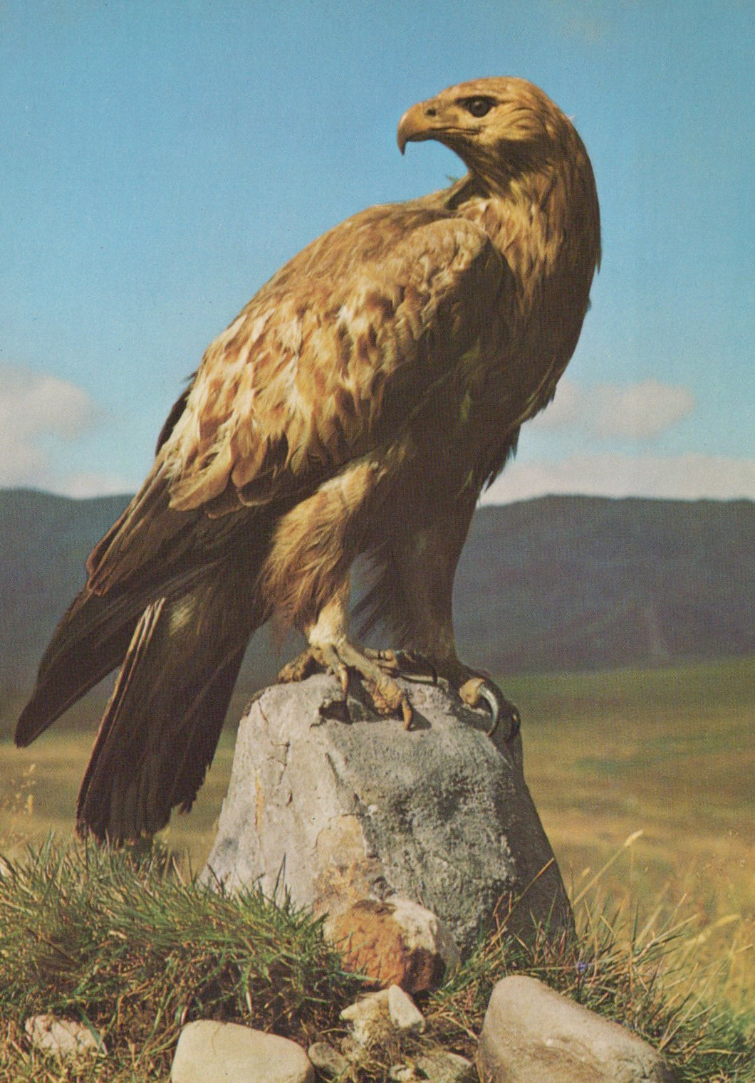 Brown eagle perched on a rock with a mountainous landscape in the background