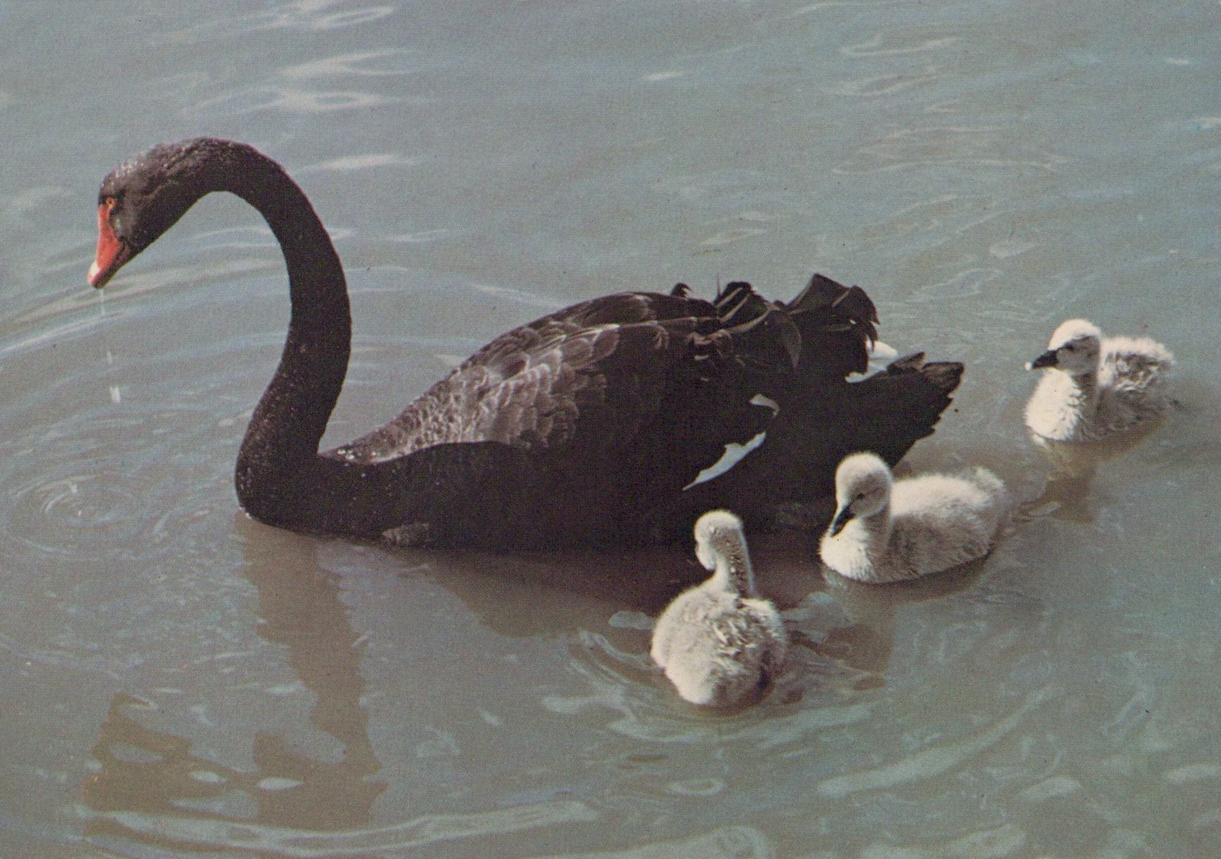 Black swan with cygnets swimming on a body of water