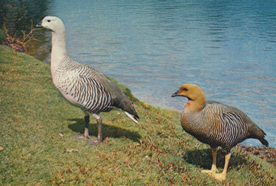 Two birds standing on a grassy area near a body of water.