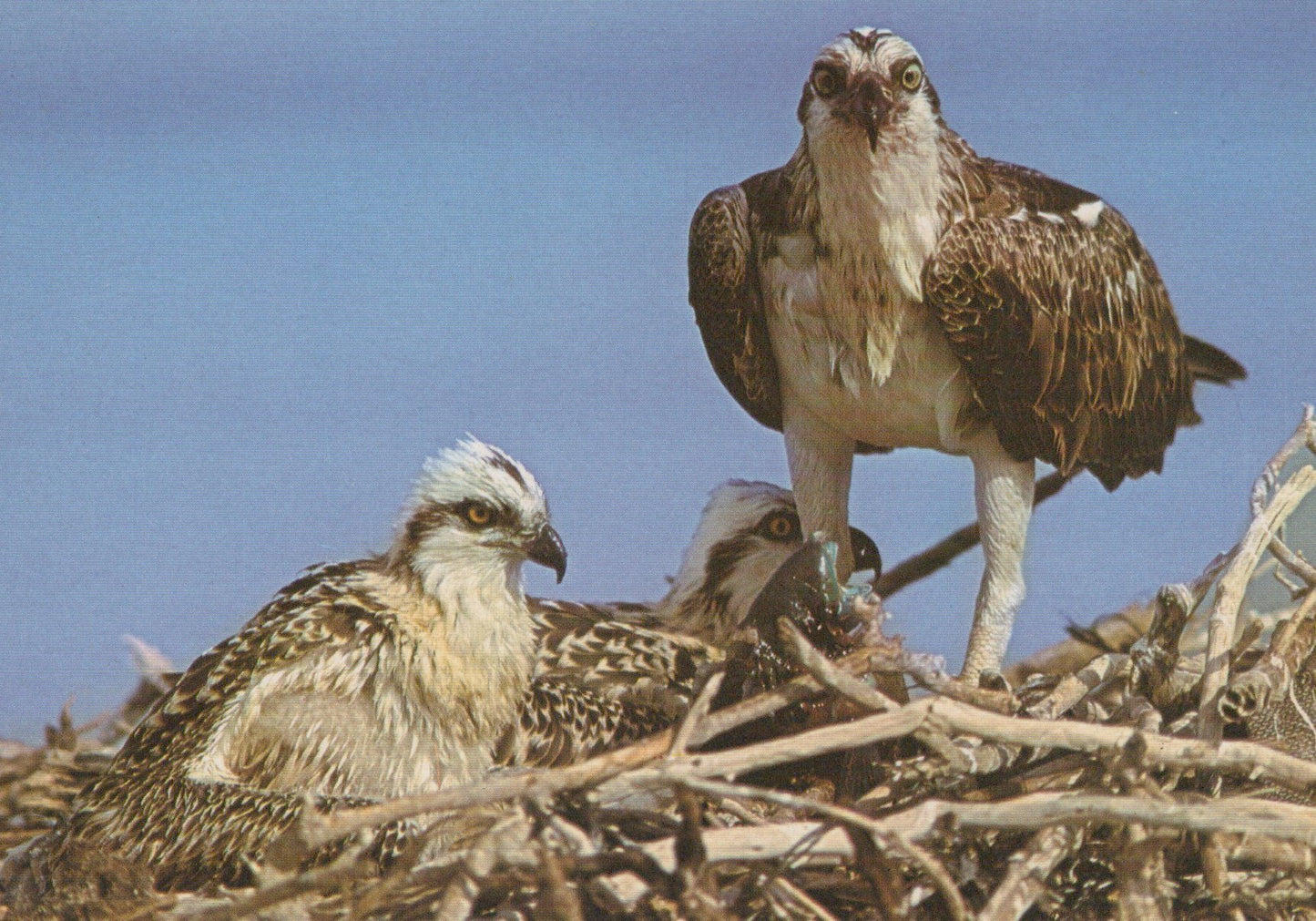 Three ospreys in a nest with a clear blue sky background