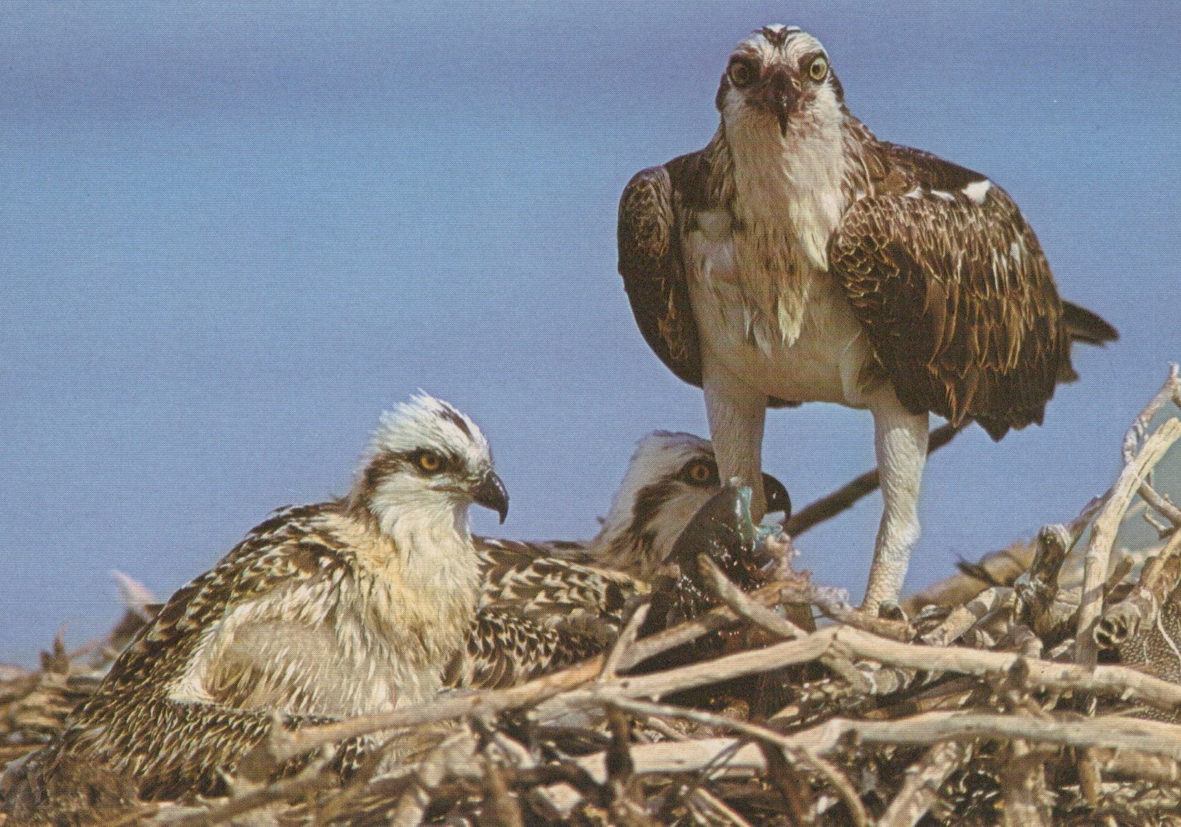 Three ospreys in a nest with a clear blue sky background