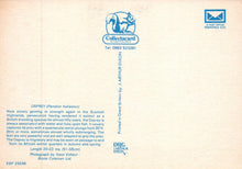 Load image into Gallery viewer, Collectacard illustration of an Osprey with branding and contact information on a beige background
