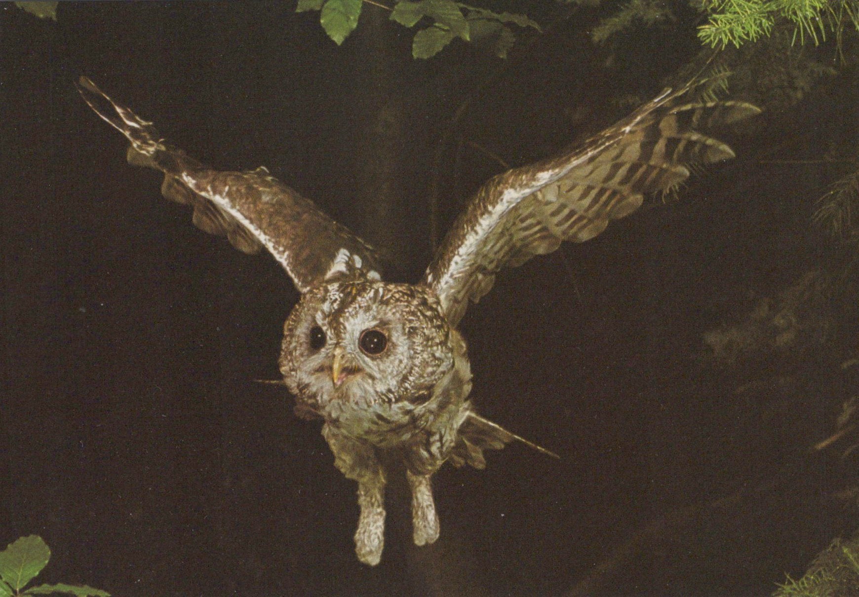 Owl in flight with wings spread against a dark background