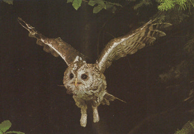 Owl in flight with wings spread against a dark background