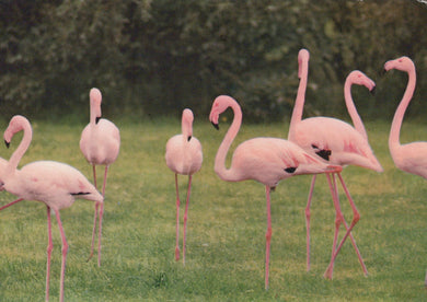 Group of pink flamingos standing on a grassy field with a blurred green background