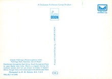 Load image into Gallery viewer, Animals Postcard - Birds, Greater Flamingo, Flamingo Park, Seaview   VT340
