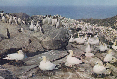 Seabirds, including gannets and puffins, on rocky cliffs with ocean in the background