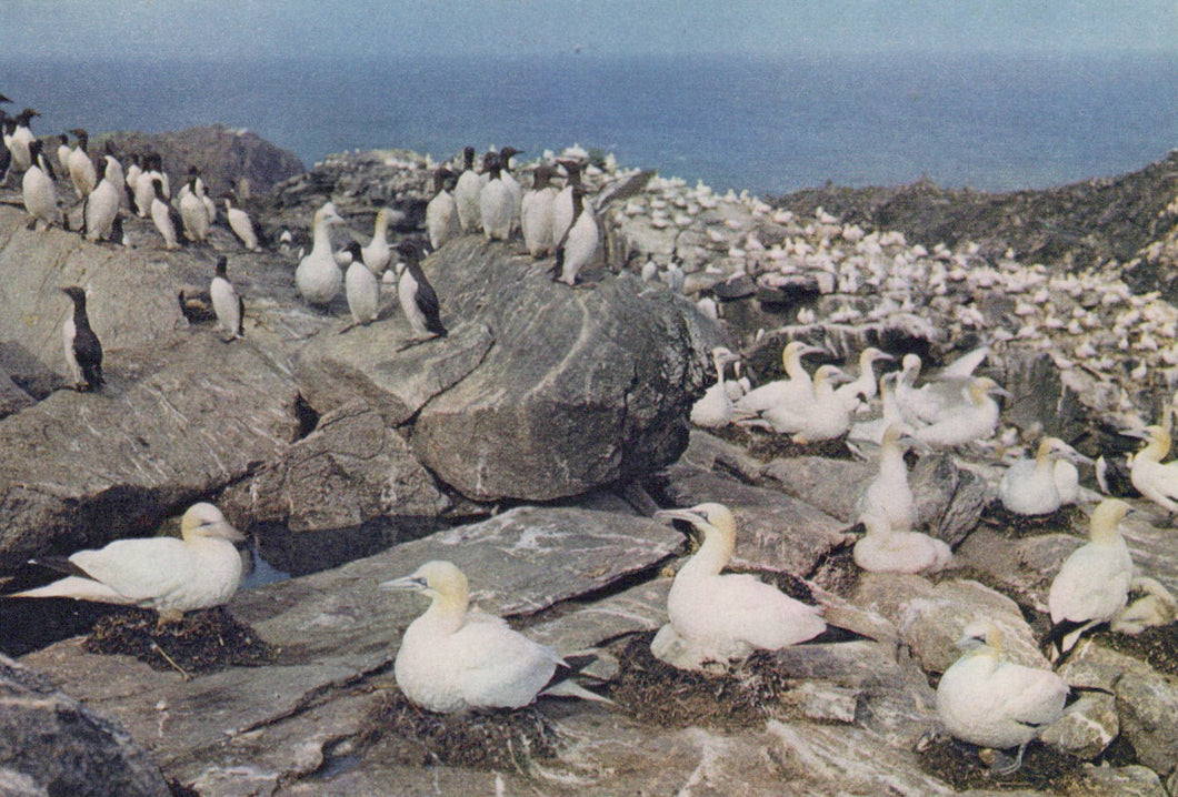 Seabirds, including gannets and puffins, on rocky cliffs with ocean in the background