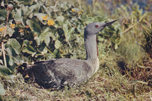 Load image into Gallery viewer, Gray bird standing on a grassy area with green plants and yellow flowers in the background
