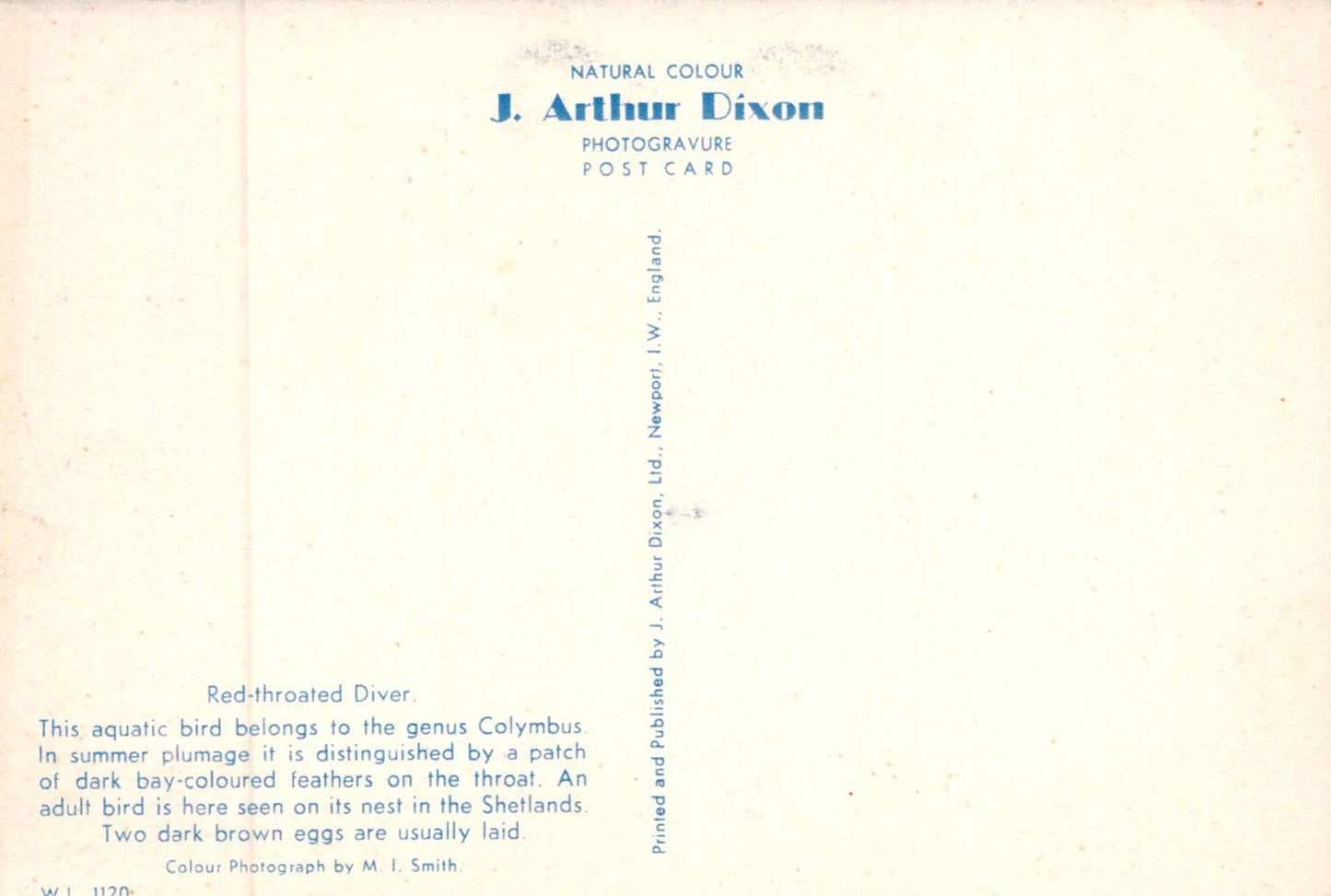 Back of a postcard with text about J. Arthur Dixon photography and a red-throated diver.