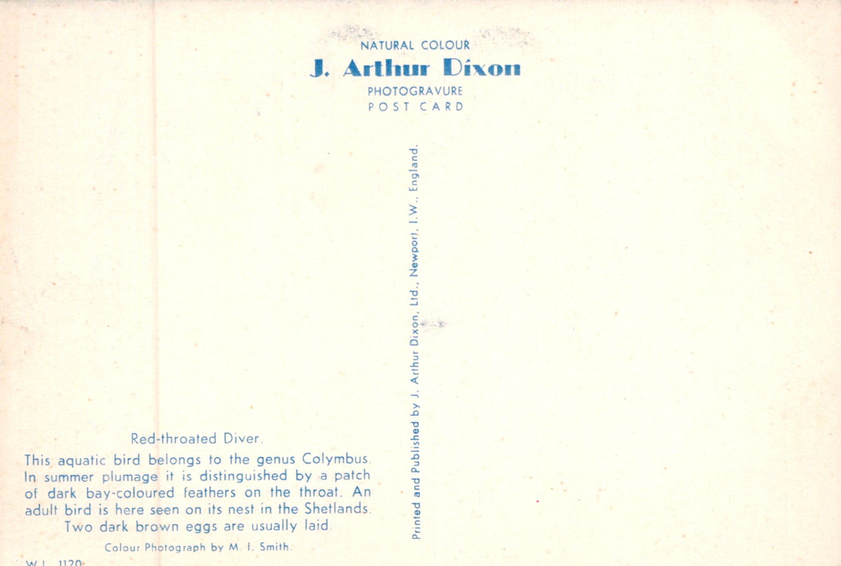 Back of a postcard with text about J. Arthur Dixon photography and a red-throated diver.