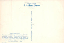 Load image into Gallery viewer, Back of a postcard with text about J. Arthur Dixon photography and a red-throated diver.
