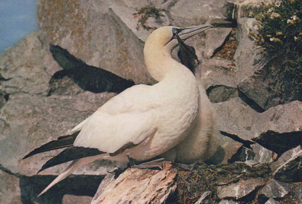 Seabird on a rocky surface with water in the background