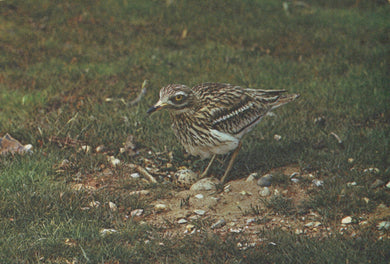 Small bird standing on a patch of dirt with grass in the background