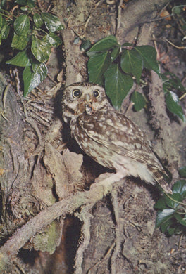 Small owl perched on a branch with leaves in the background