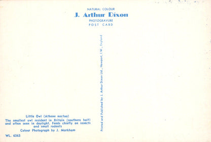 Back of a postcard with text about J. Arthur Dixon and a small owl illustration.