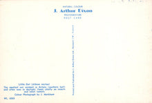 Load image into Gallery viewer, Back of a postcard with text about J. Arthur Dixon and a small owl illustration.
