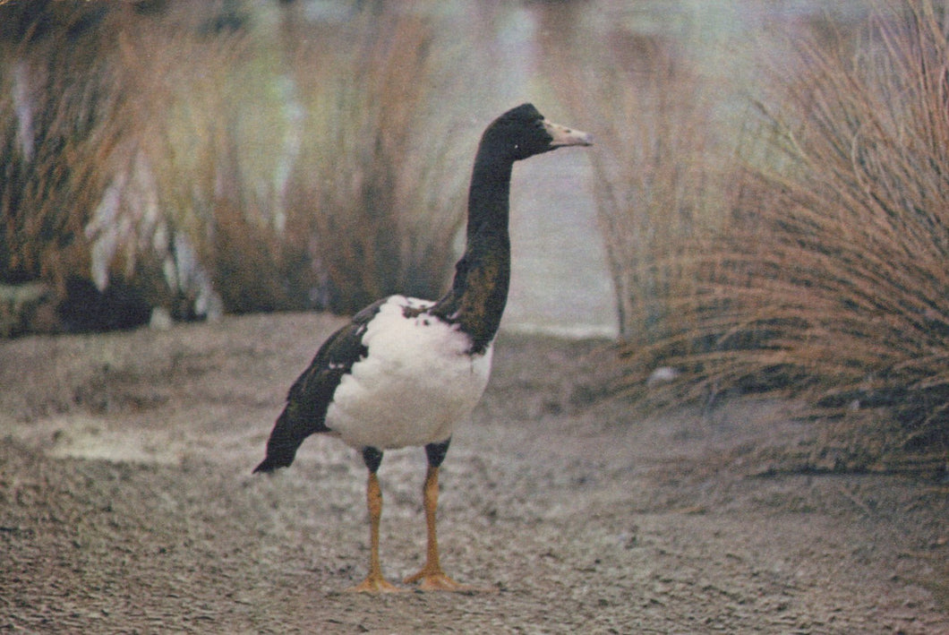 Black and white bird standing on a dirt path with blurred natural background