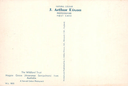 Vintage postcard with text about J. Arthur Dixon and the Wildfowl Trust.
