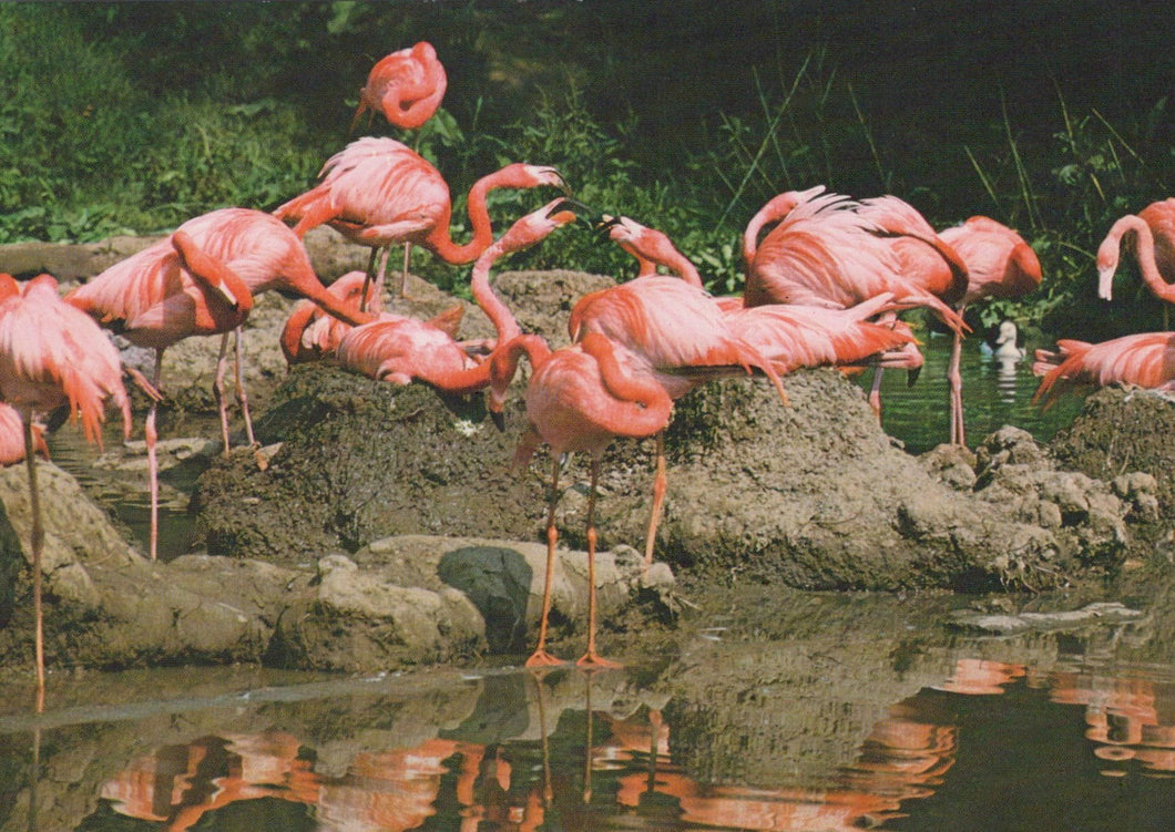 Group of pink flamingos standing on a rocky shore with water reflection.