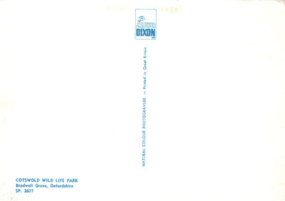 White paper with blue text and 'Dixon' logo on a white background
