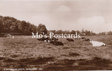 Load image into Gallery viewer, Vintage photograph of a pastoral scene with cows in a field 
