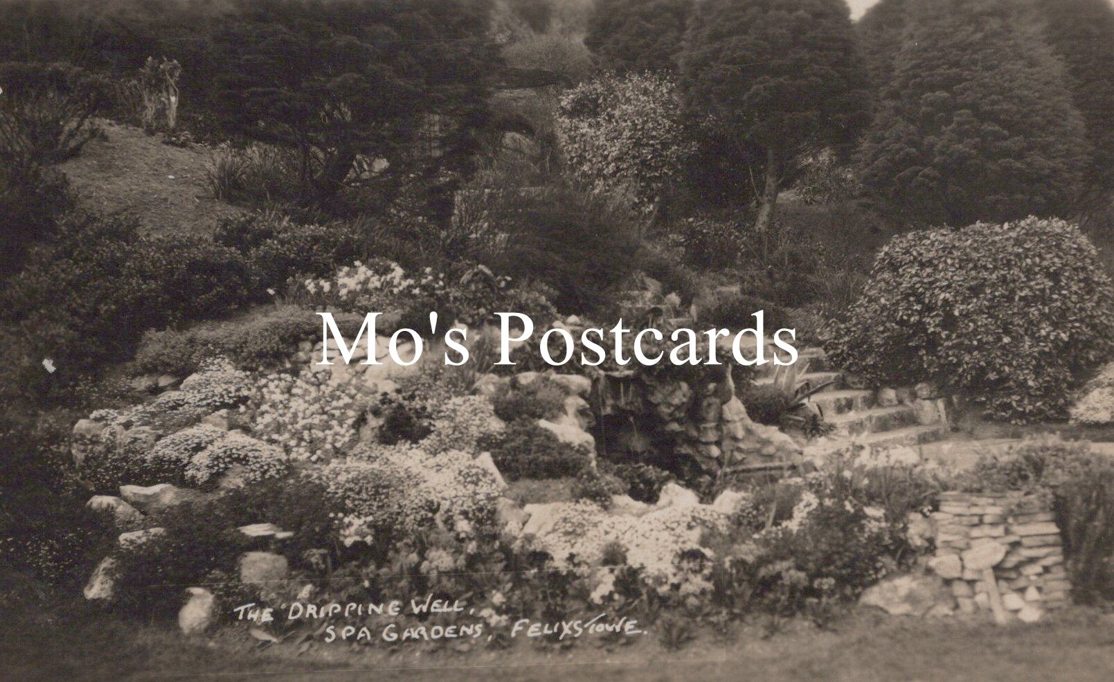 Vintage black and white photo of a garden  
