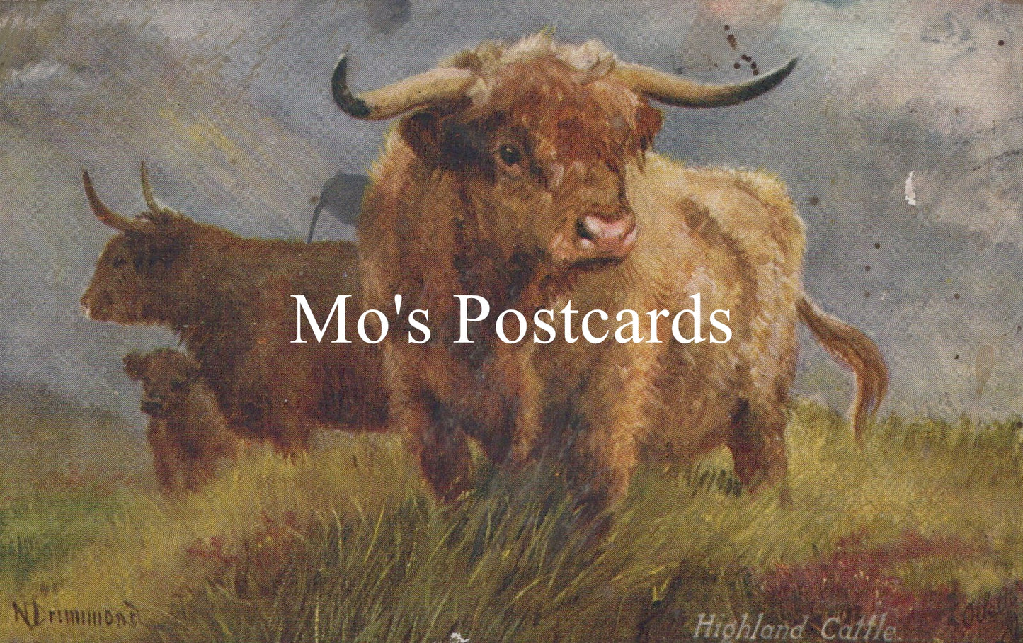 Painting of Highland cattle  