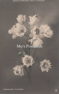 Vintage-style postcard with white flowers on a dark background, featuring the text 'Mo's Postcards' and 'Serrurria Florida'.
