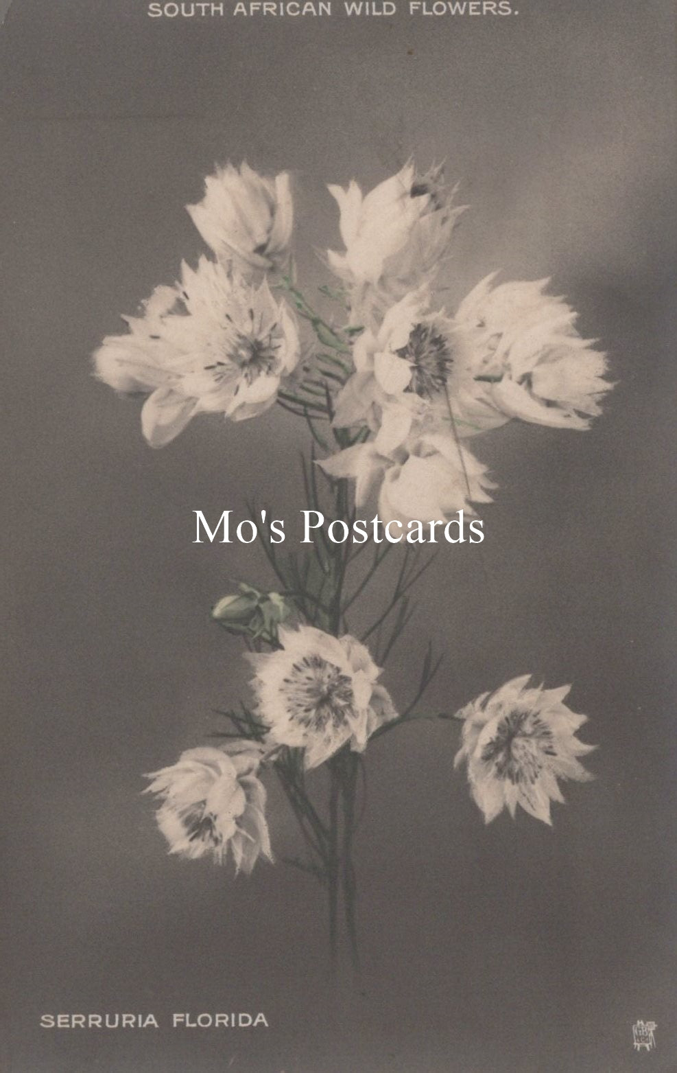 Vintage-style postcard with white flowers on a dark background, featuring the text 'Mo's Postcards' and 'Serrurria Florida'.